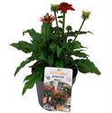 Bild von VP Echinacea P19 Lakota Orange / Red